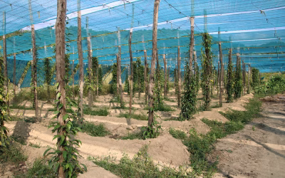 Kampot und Kep – Pfeffer und Strand