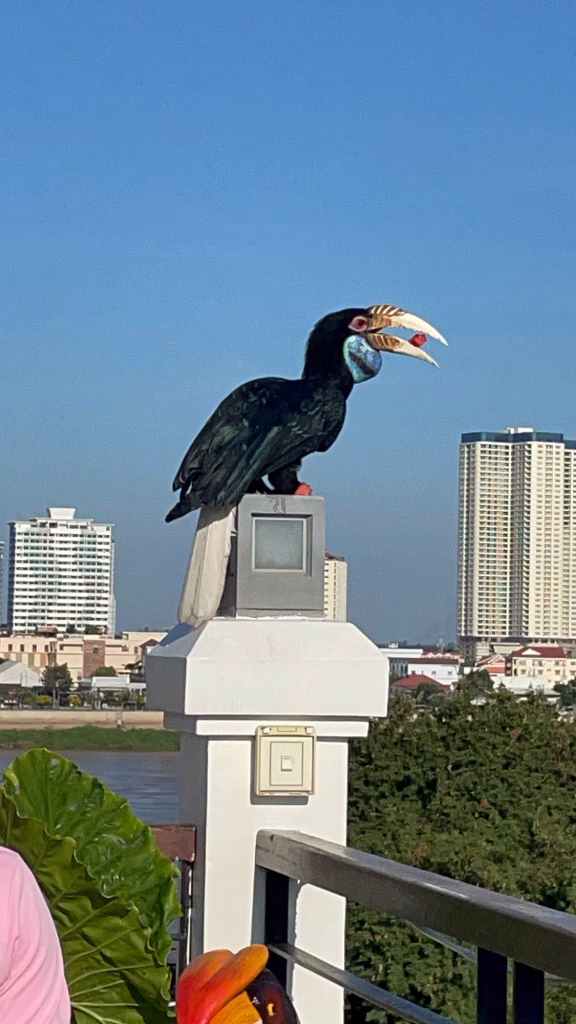 Ein Nashornvogel war auf der Hotelterrasse zu Besuch