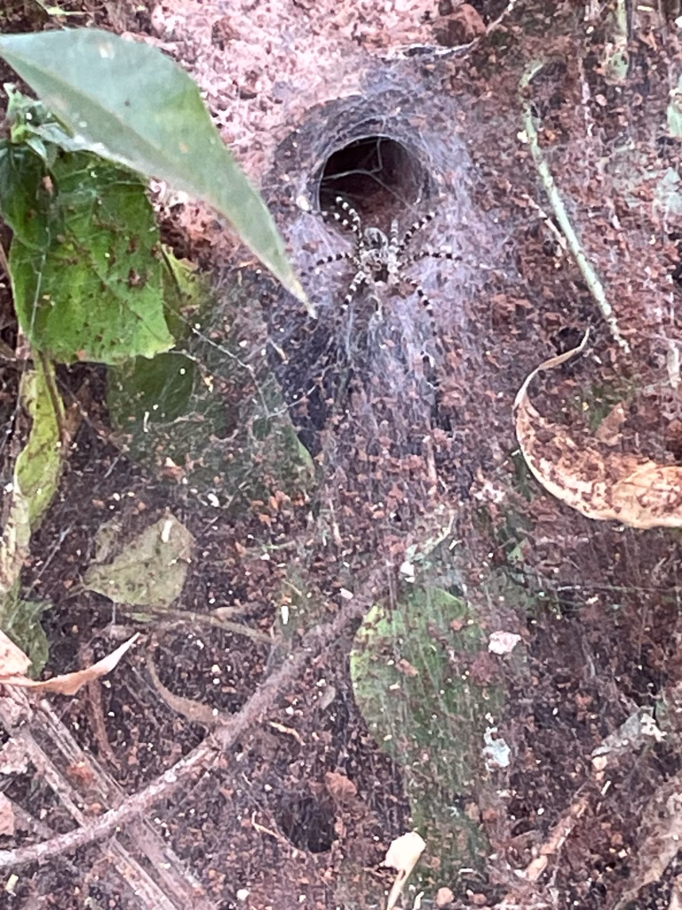 Trichterspinne in ihrem Netz