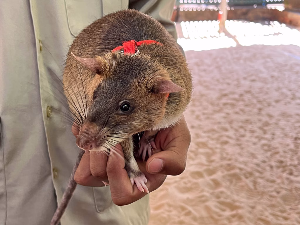 Die Ratte Gertude zeigte uns ihr Koennen