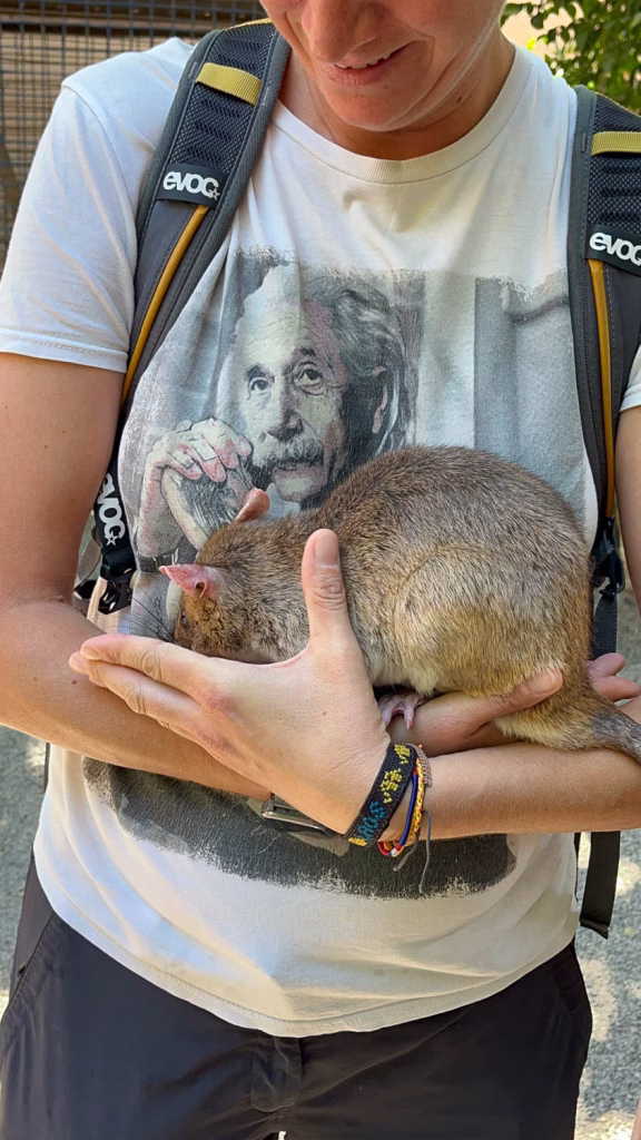 Und eine andere Ratte durften wir halten