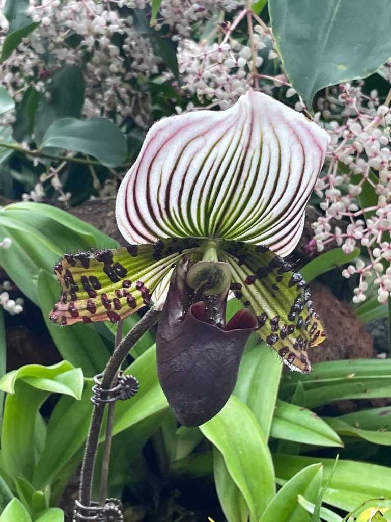 So eine Orchidee habe ich noch nie gesehen