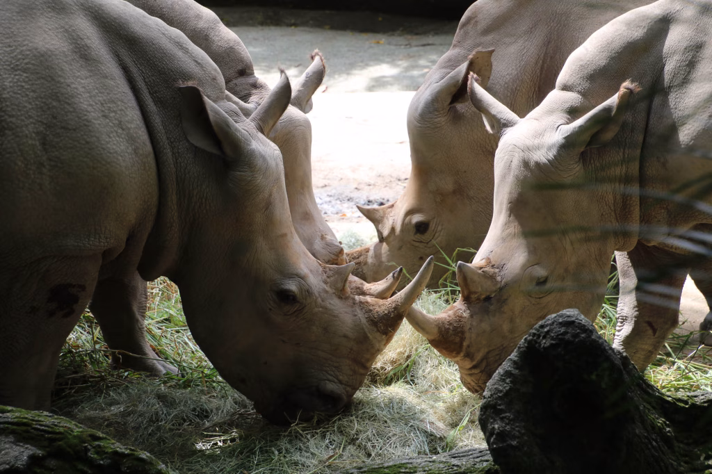 Nashorn Fütterung
