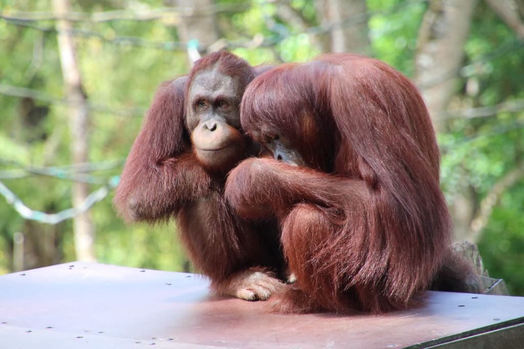 Orang-Utans