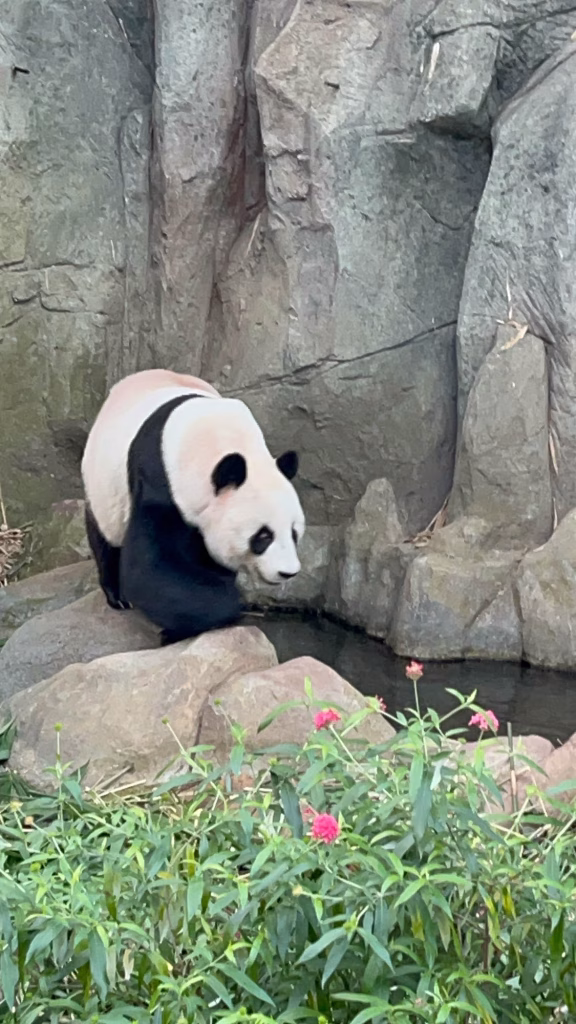 Panda