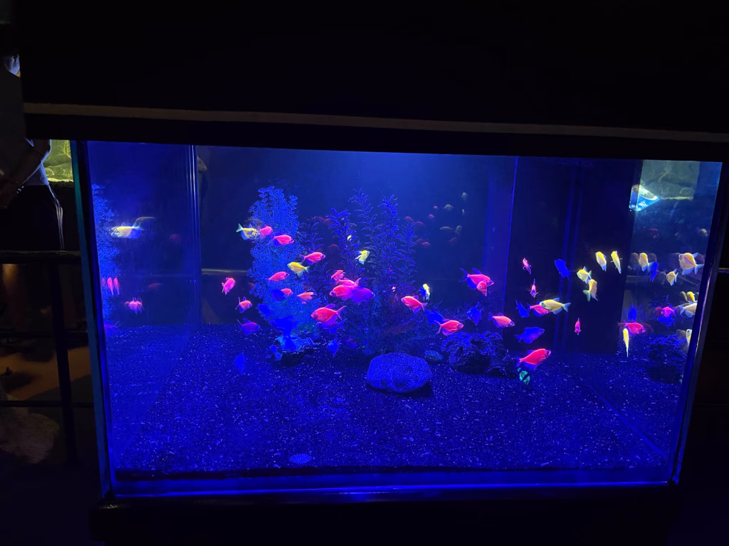 Neonfische mit wissenschaftlichem Hintergrund