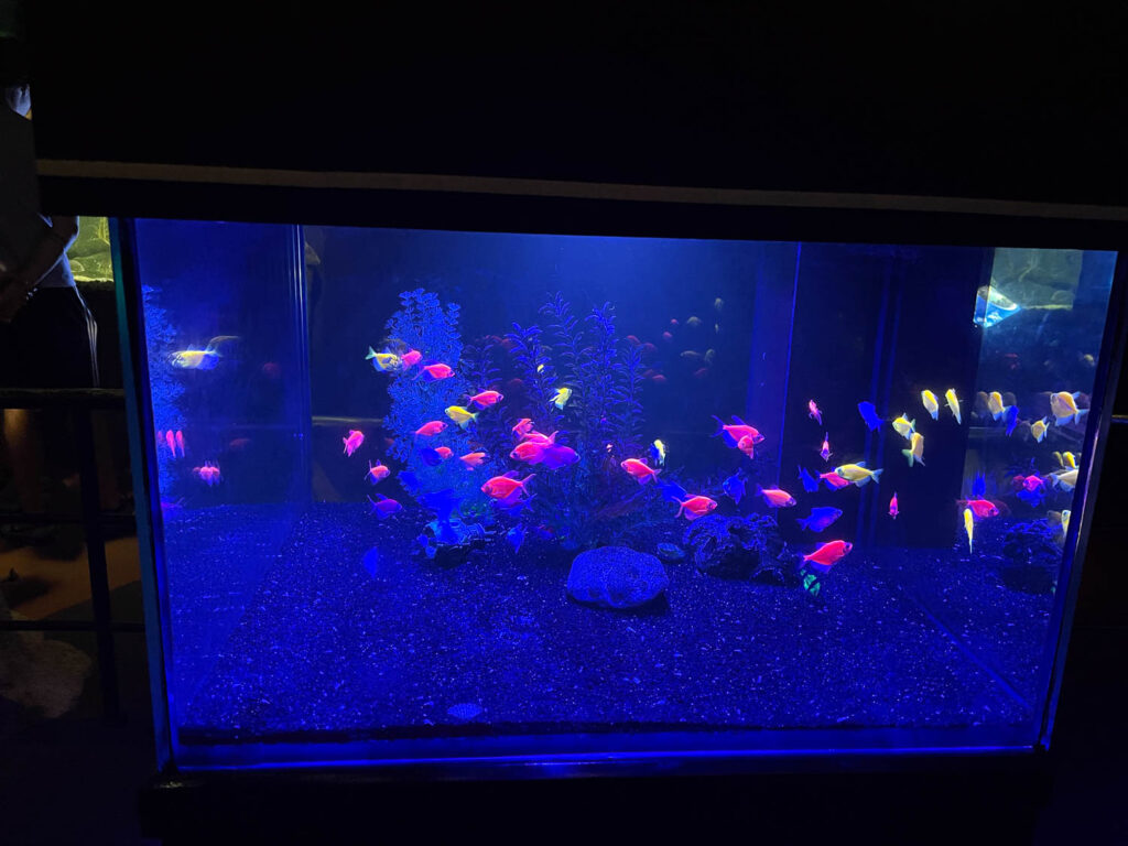 Neonfische mit wissenschaftlichem Hintergrund