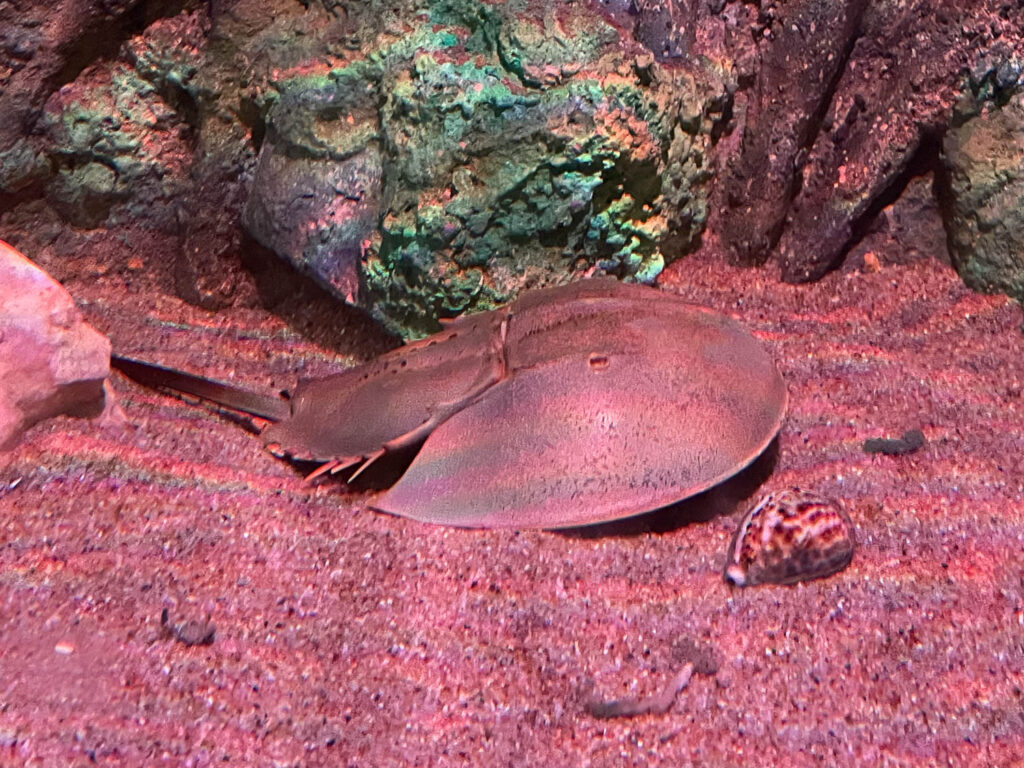 Hufeisen Krabbe im Aquarium
