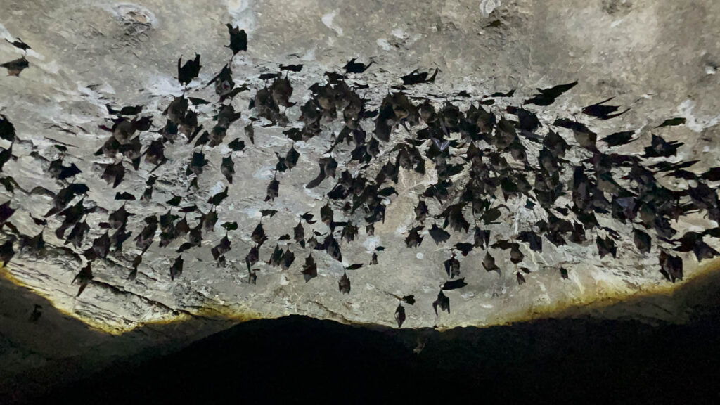 In der Fledermaushoehle