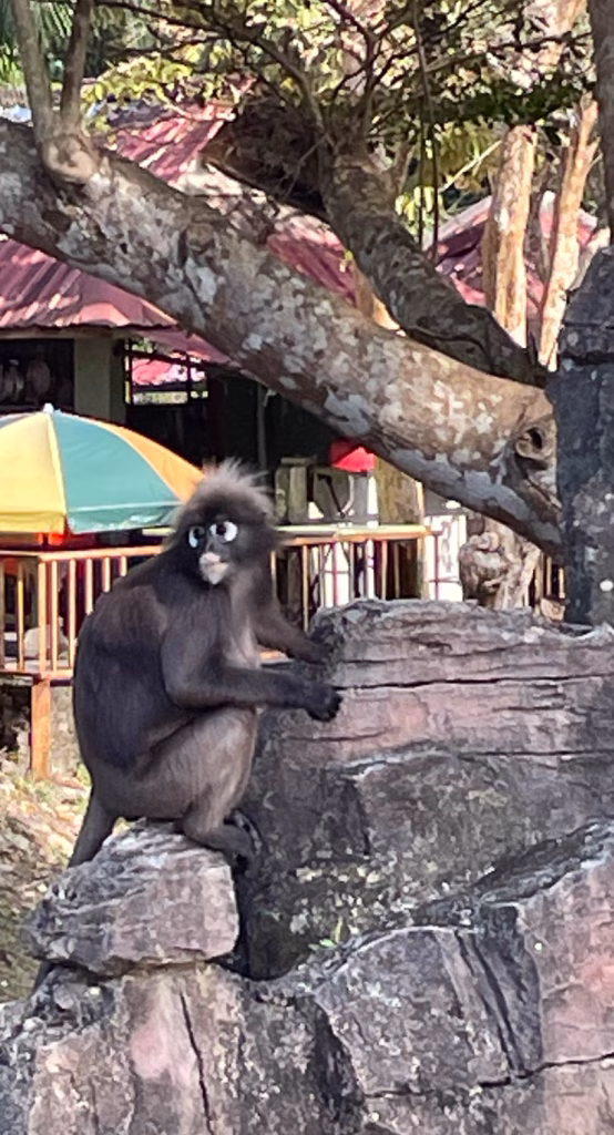 Dusky Leaf Monkey
