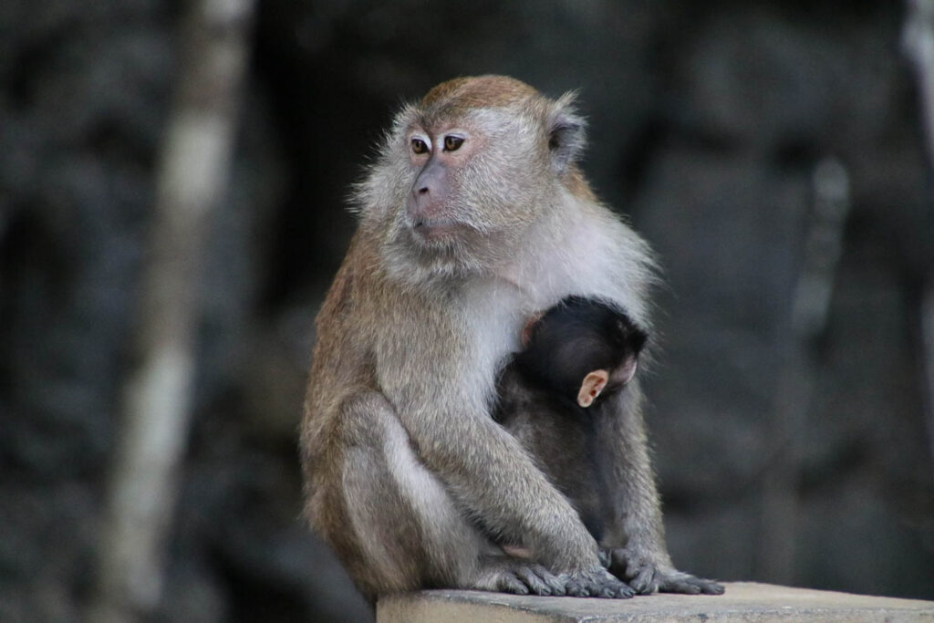 Makakenmutter mit Baby