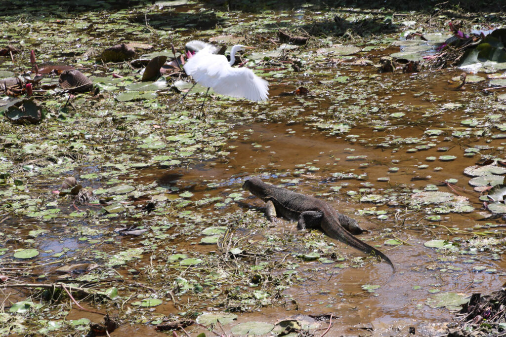 Waran und Ibis